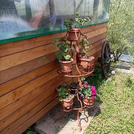 Pensiunea Carma Pensiune *